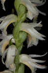 Great Plains lady's tresses